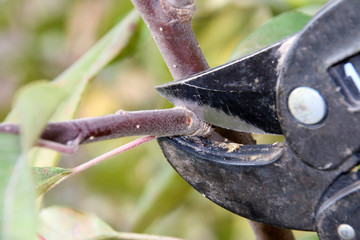 Pruning a young apple tree with a garden secateurs in the autumn garden