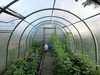 Cucumbers (Cucumis sativus) and peppers (Capsicum) growing in the modern arc polycarbonate greenhouse
