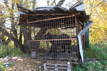 Brown bear (Ursus arctos) imprisoned in a cage