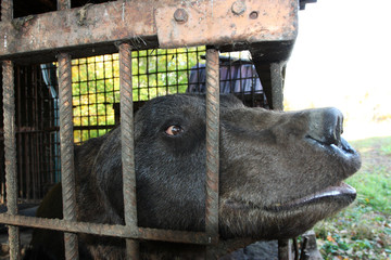 Brown bear (Ursus arctos) imprisoned in a cage
