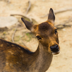 Deer of Nara posing