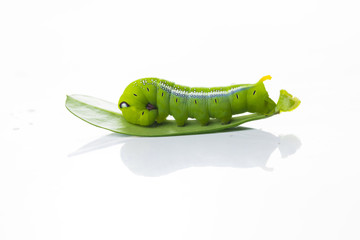 Green worm on green leaves on white background