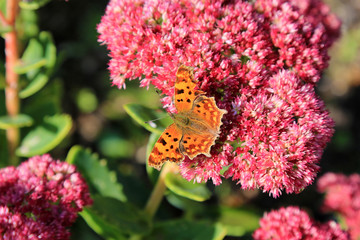 C-Falter - Edelfalter - Schmetterling - orange - Tagfalter