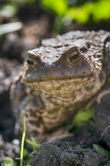frog