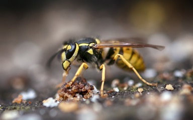 wasp macro