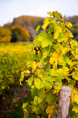 Romatic yellow vineyards during autumn in Rheinhessen