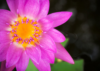 Purple lotus blooming in a pound. Aquatic plant. Tropical flower. Top view. Dark vignette with copy space. Nature background.