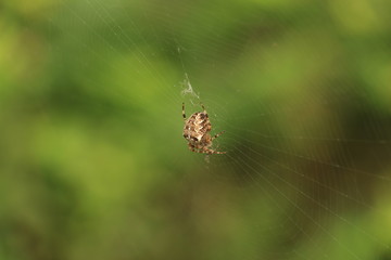 spider in a web