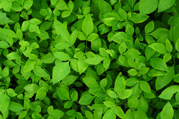 green leaf for background.