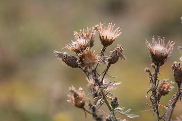 thistle