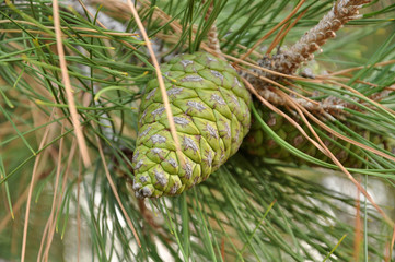 green pine cone