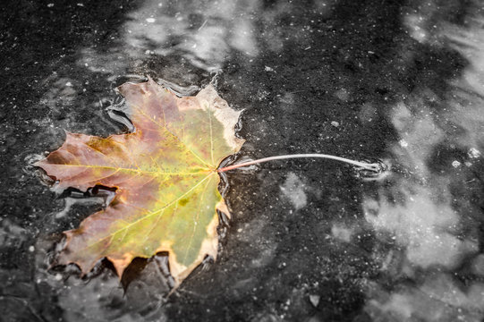 Autumn concept. Maple leaf close up