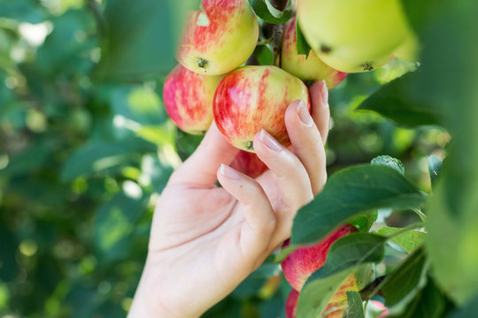 A Woman Hand Picking A Red Ripe Apple From The Apple Tree. Harvest Time