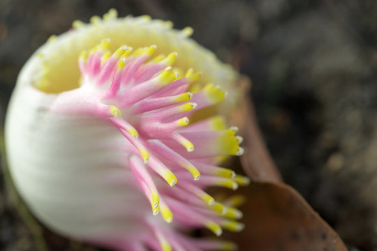 Selective focus on shorea robusta.