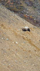 Blond Brown Grizzly bear sow resting on sandy gravel slope