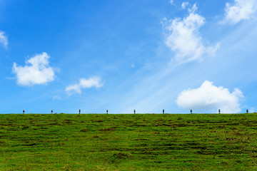 beautiful green grass on the earth wall of dam with blue sky with cloud for background or wallpaper
