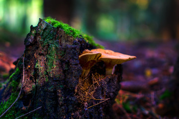 mushroom