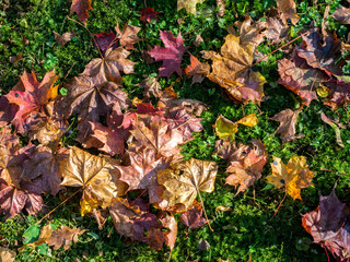 Yellow leaves