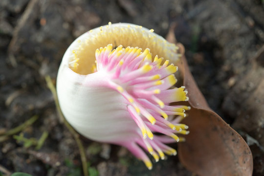 Selective focus on shorea robusta.