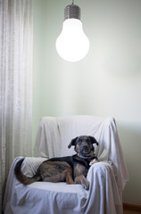 Dog sitting on a chair under a lamp