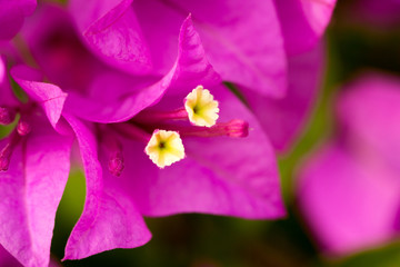 Bougainvillea.