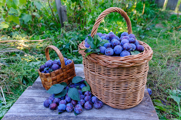 Fototapeta na wymiar wicker basket of freshly picked plums