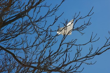 Plastic bag caught in a tree branch.  