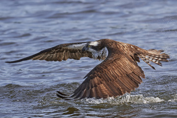 Osprey (Pandion haliaetus)