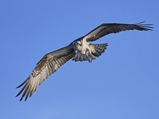 Osprey (Pandion haliaetus)