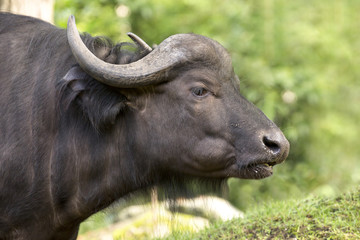 Portret van een kaapse buffel