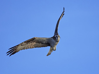 Osprey (Pandion haliaetus)