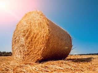 Straw bales at the wheat field. Summer