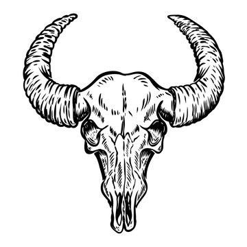 Illustration of buffalo skull isolated on white background.