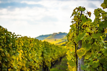 Romatic yellow vineyards during autumn in Rheinhessen