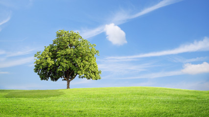 Green grass and tree with clouds  background, green concept. - Powered by Adobe