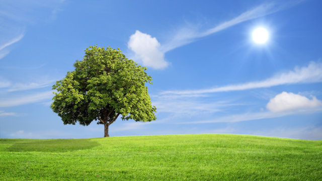 Green grass and tree with clouds  background, green concept.