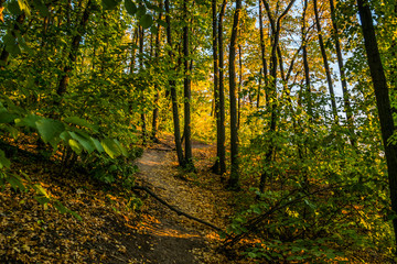 pathway in autumn forest 