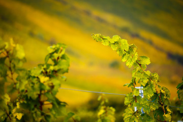 Romatic yellow vineyards during autumn in Rheinhessen