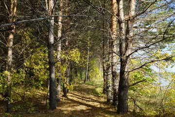 Obraz premium Nature