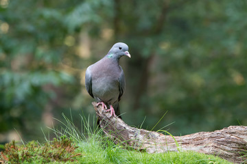 Pigeon