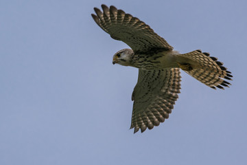 Turmfalke