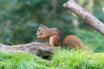 Squirrel