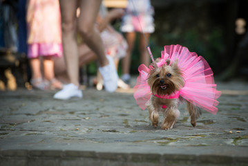 A dog in a wedding dress is running with a girl on the road