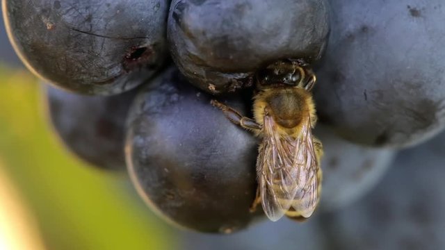 Macro footage of Bee Eating Purple Sweet Grapes until Hornet come and get it of. Autumn Season Nature. Low of Nature, Big fish eat small fish.