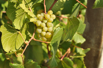 white grape