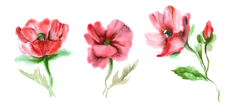 Red Poppies. Watercolor Illustration.