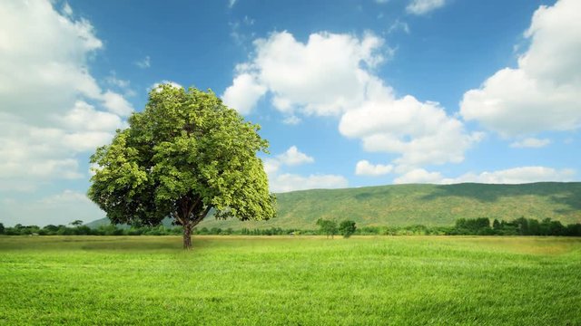 Green grass and tree in wind breeze with clouds running background, time lapse clip, green concept.
