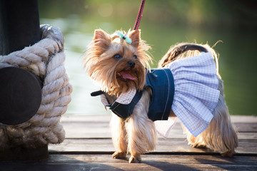 A dog in fashion clothes walks on the pier