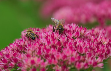 zwei Bienchen