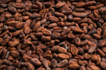 Roasted Cocoa Beans 